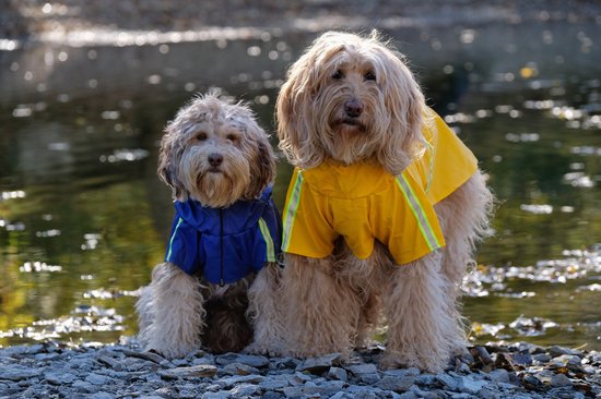 Honden-regenjas waterdicht met reflectoren voor veilige wandelingen